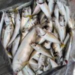 Морская рыбалка с катера Ларсон Сухум Фото от Iceni Морская рыбалка с катера Ларсон Сухум