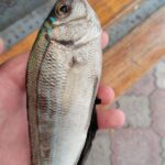 Морская рыбалка с катера Ларсон Сухум Фото от Iceni3 Морская рыбалка с катера Ларсон Сухум