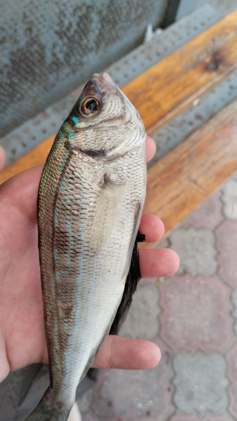 Рыбалка в море